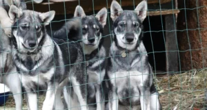 Müüa Jämtlandi koerakutsikad