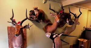 Topisemeister Janno Lang taas kokkutulekul!