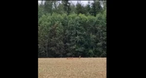 Sokkudel on käimas jooksuaeg