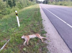Tänavune aasta võib tuua kiskjate liiklussurmade rekordi