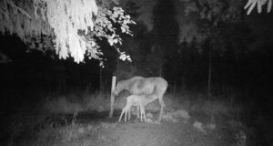 PILTUUDIS: Põdraema vasikaga soolakus