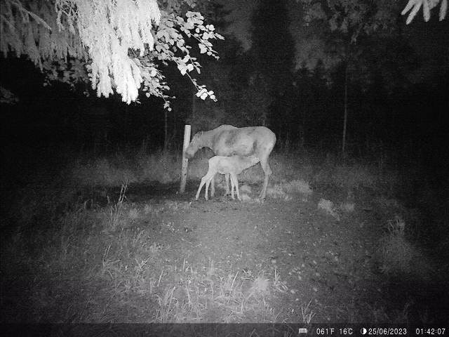 põdraema vasikaga - elari ilusk