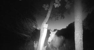 Uskumatu, aga tõsi! Põdralehm kolme vasikaga