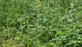 Tuhkrupere Piusa jõe niitudel