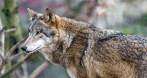 Eesti saareke jääb huntidele liiga väikeseks