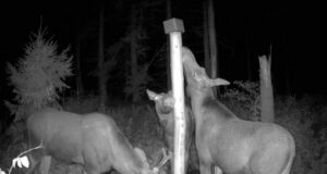 Esimesed märgid põtrade jooksuajast