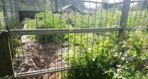 Võrumaa loomapark kaotas rünnaku järel poegadega emakaru