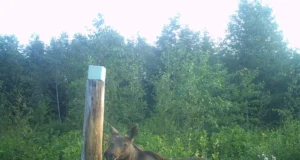 Sügis näitab metsas juba oma ilminguid