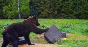 Mati Kaal õpetab: mida teha, kui kohtad metsas karu?