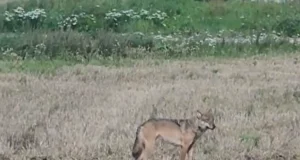 VIDEO: Hundid käisid keset päeva Lääneranna külas uudistamas