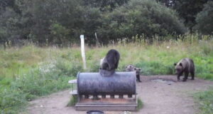 Jõgevamaal toimetab karuema kolme pojaga