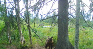 Eesti kasvatab Euroopale karusid