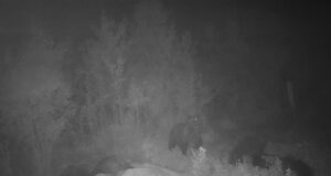 Seltskond karusid toimetas Jõgevamaal hilisel õhtutunnil