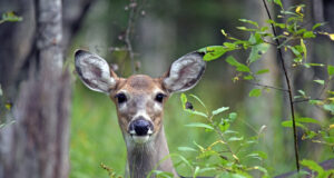 Uuring tõestas, et hirved said koroona inimestelt