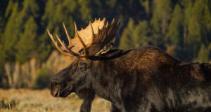 Põdrajaht algas! EJS-i soovitused valiklaskmiseks