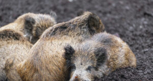 Jahindusnõukogud on ka metssea kokkulepped langetanud, kuid mitte kõik