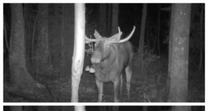 Põdrapull tuli pulma lilledega