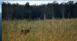 Hirvi saab nüüd jooksuajal jälgida