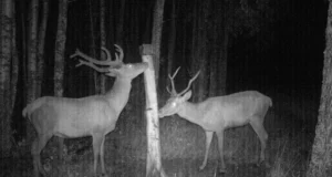 Noor hirvepull liikus puhaste sarvedega ringi tavapärasest varem