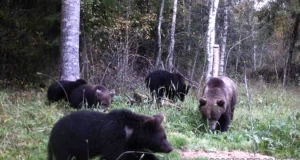 Järvamaal jäi rajakaamerasse suur karupere