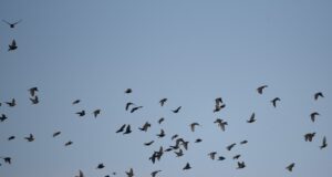 Lindude sügisrändest saab igaüks osa linnuvaatluse või sotsiaalmeedia vahendusel