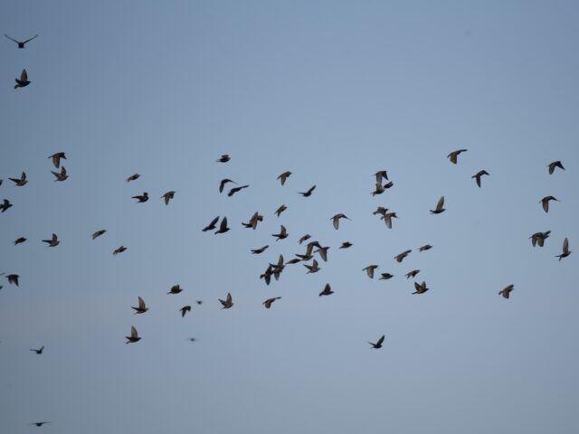 kuldnokad_kätly aksim