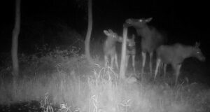 Eestis liigub ringi juba teine suur põdrapere