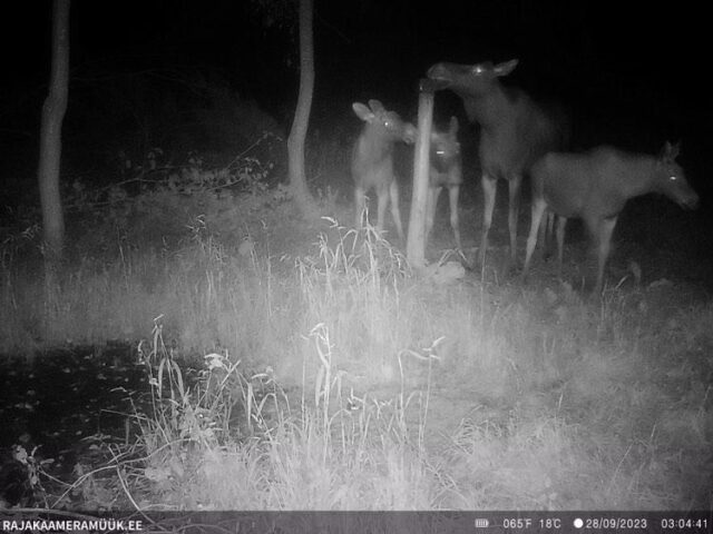 põder 3 vasikaga - hannes varik