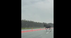 VIDEO: Uluki pääsud töötavad