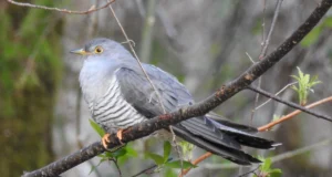 Aasta lind on endelinnuks peetud kägu