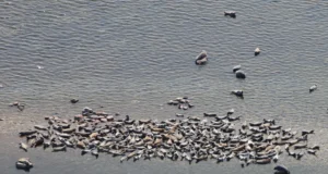 Hallhülged löövad rekordeid