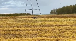 VIDEO! Tartumaal püüdis hunt tee ääres hiiri