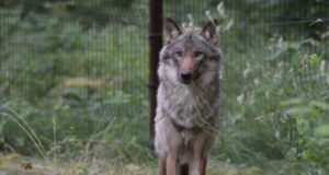 Elistvere loomapargist plehku pannud hundist pole kuulda kippu ega kõppu