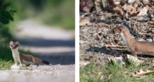 Aita täiendada kärplaste levikukaarti