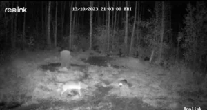 Video: Huvitav kohtumine hundi ja laika vahel