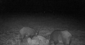 Triibulised põrsad rajakaameras