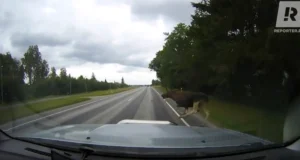 Miks on ökodukt mõeldud ainult loomadele ja inimestel sinna asja pole?