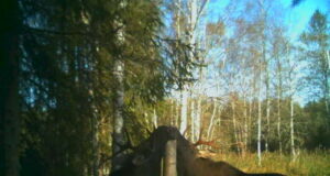 Pullid soolakul – kes nad on?