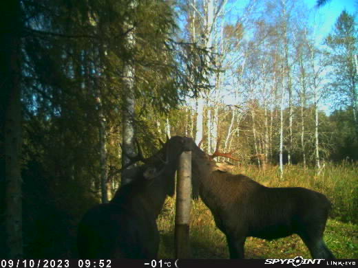 põdrad võrumaal - erko sibul2