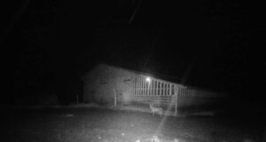 Pärnumaal käis hunt lambalaudas