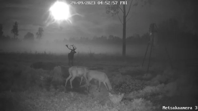 1. Airek Kolju Pärnumaa