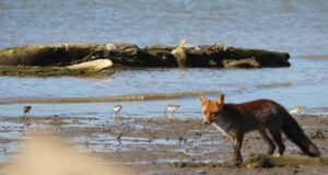 Tühja jooksev suur ja kallis töö