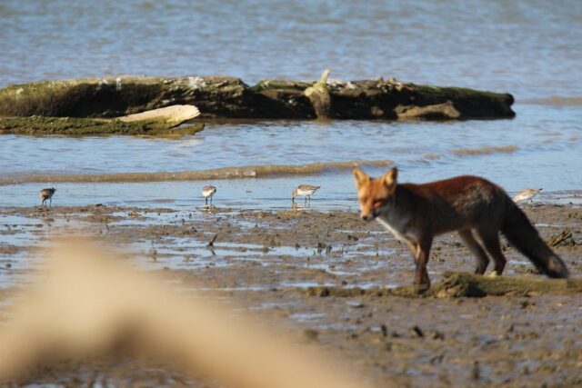 rebane ja niidurüdi