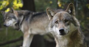 Nõukogu kiitis hundi kaitsestaatuse muutmise heaks