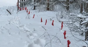 Hundiküttimise norm jääb tänavu täitmata