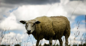 Hunt tuli päise päeva ajal lauda juurde murdma