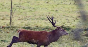 Populaarne RMK hirvekaamera alustas uut hooaega