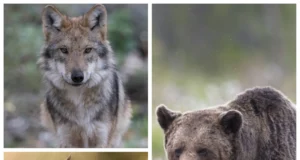 Tallinna külje all tegutsevad suurkiskjad