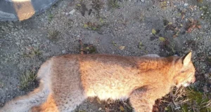 Ida-Virumaal hukkus liikluses ilves