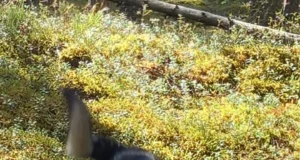 Hukkus kaks jahikoera